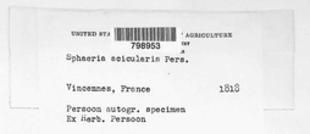 Sphaeria acicularis image